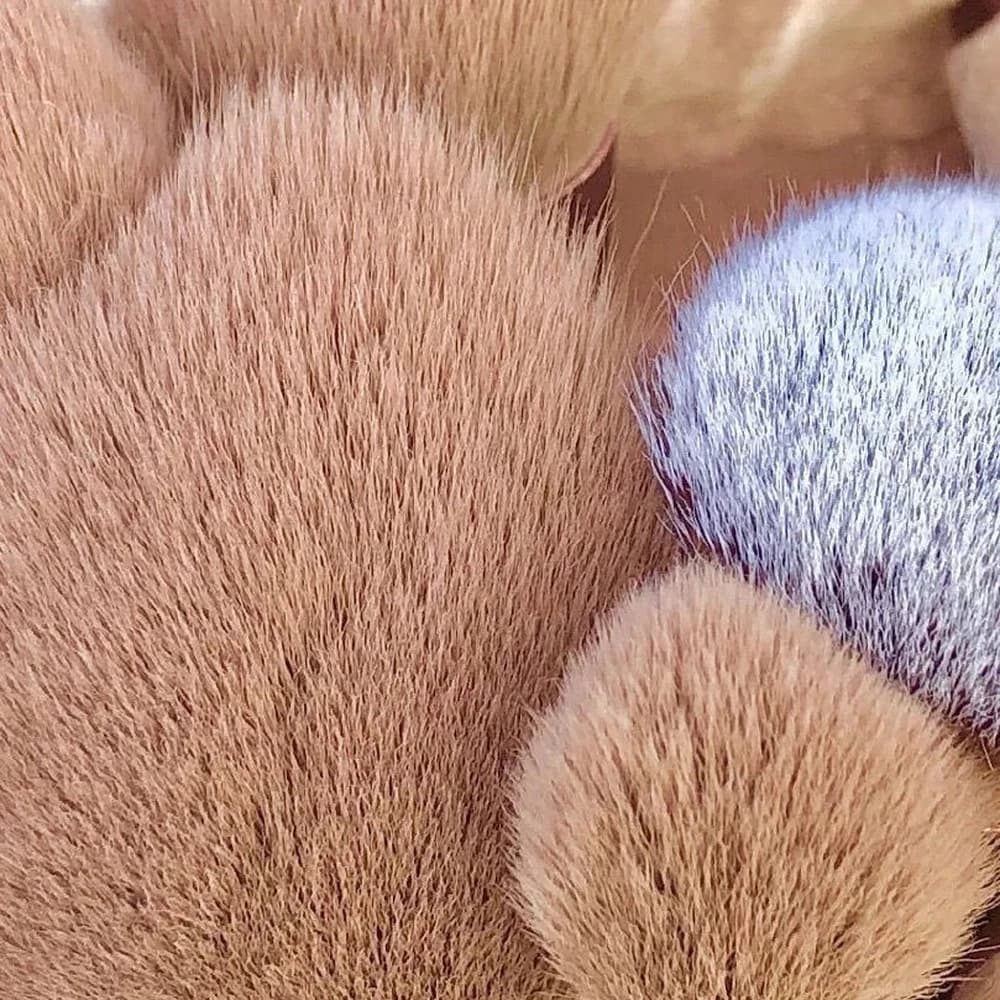 Close-up of rose gold fan brush bristles showing fine synthetic fibres