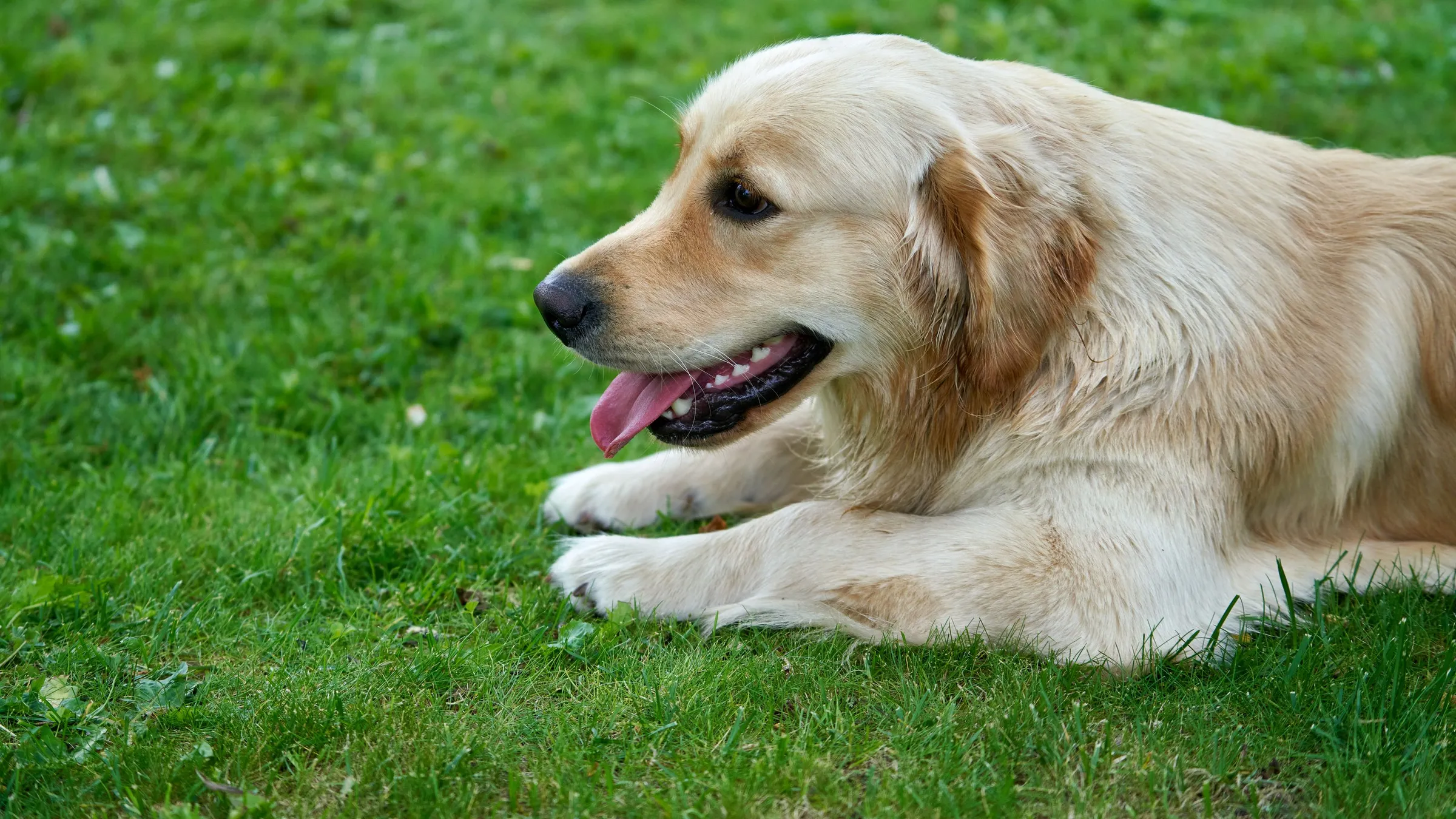 Pet Supplies collection