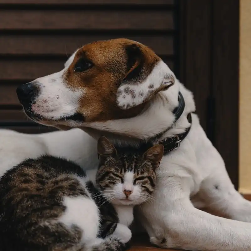 Pet Carriers collection